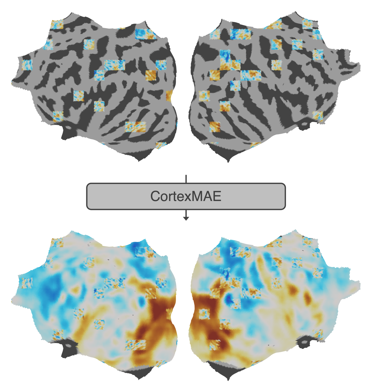 CortexMAE fMRI foundation model visualization