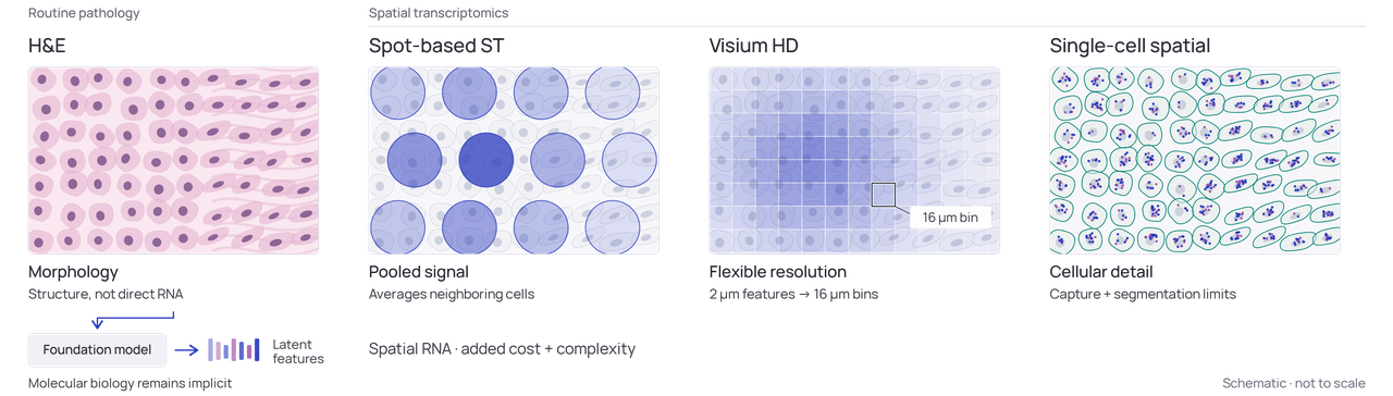 Comparison of tissue morphology and spatial transcriptomics assay platforms.